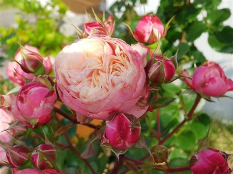 Victorian Classic Rose Rose Garden Flowers