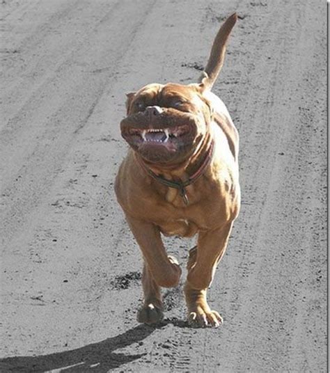 Evil Dog Laugh With Images Funny Dog Pictures Funny Dogs Funny