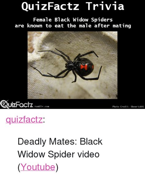 Female black widow spiders are known for the rather cruel treatment of their mates; 25+ Best Memes About Black Widow | Black Widow Memes