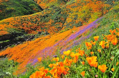 Poppy Super Bloom Brings Crowds To California Hillsides