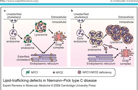 Figure 1 From The Pathogenesis Of Niemann Pick Type C Disease A Role