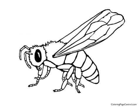 Bee 01 Coloring Page Coloring Page Central