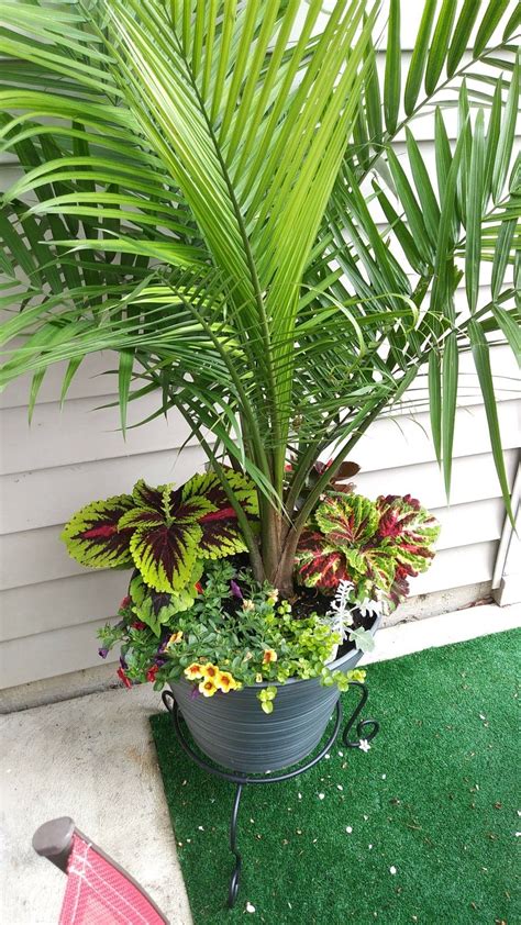 Palm Tree For Small Porch Potted Plants Outdoor Patio Plants