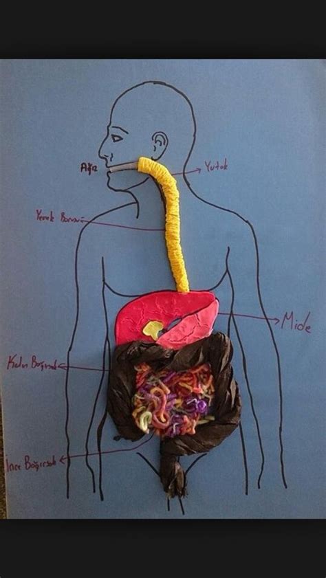 Tedavi Kuru Tochi A Ac Sindirim Sistemi Organlar Maketi U U Delik La