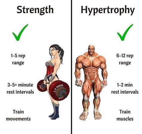 What Is Hypertrophy And How Relevant Is It To My Training Oompf Fitness