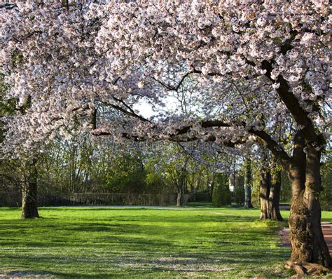 Blossoming Cherry Trees In An Ornamental Garden Stock Photo Image Of