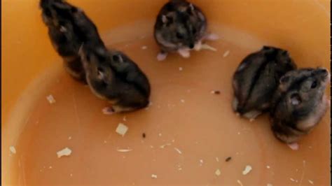 Angry Hamsters Youtube