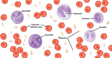 Células Sanguíneas Labster Theory