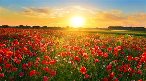 206368 Best Sunrise Flowers Images Stock Photos And Vectors Adobe Stock