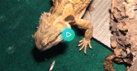 smaug trying some exotic cuisine album on imgur