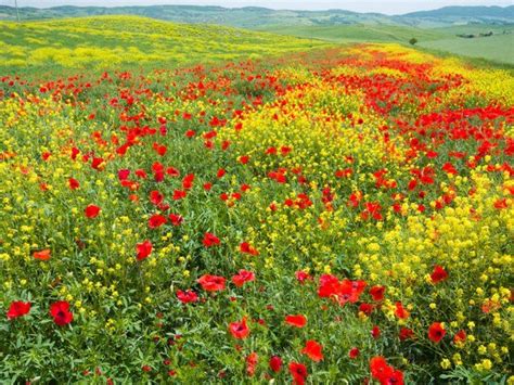 Wildflower Meadow Val Dorcia Tuscany Italy Travel Library Limited