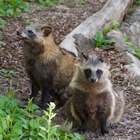 Can You Own A Raccoon Dog As A Pet Pethelpful