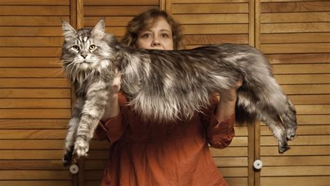 6 Largest Domestic Cats In The World