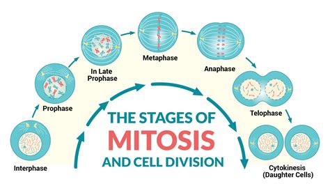 Stages Of Mitosis Biology Review Video And Faq