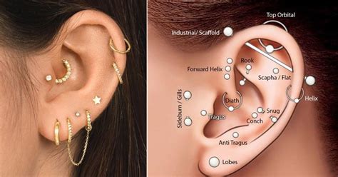 Ear Piercings In Types Of Ear Piercings Ear Ear Piercings