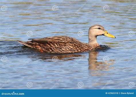 Mottled Duck In The Florida Everglades Stock Photo Image Of Feathers