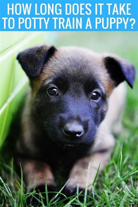 Your program you will help develop several skills that are. How Long Does it Take to Potty Train a Puppy? - That Mutt ...