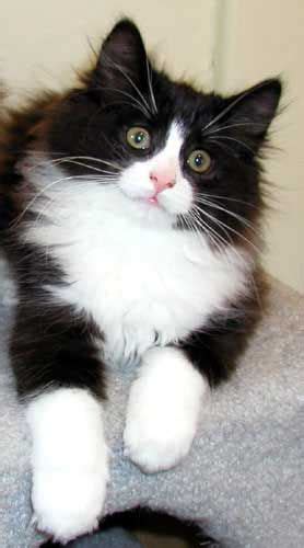 52 Best Pictures Black And White Long Haired Kittens 10 Black And