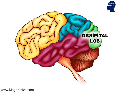 Beyin Haritası Oksipital Loblar Brain Map Occipital Lobes