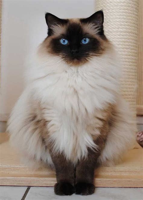 Great Photographs Ragdoll Cats Yellow Tips Fluffy Cat Breeds Cute