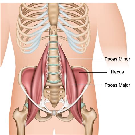 Part How To Relieve A Tight Psoas Muscle It S Not Always About