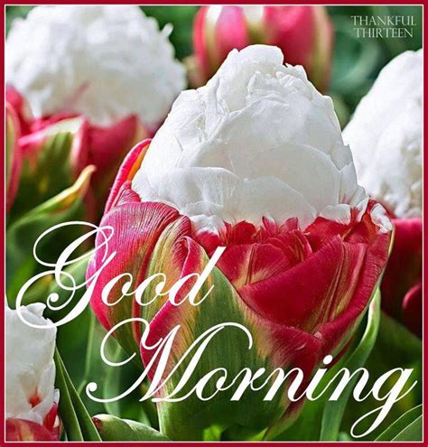 Good Morning Beautiful Flowers Pictures Photos And Images For