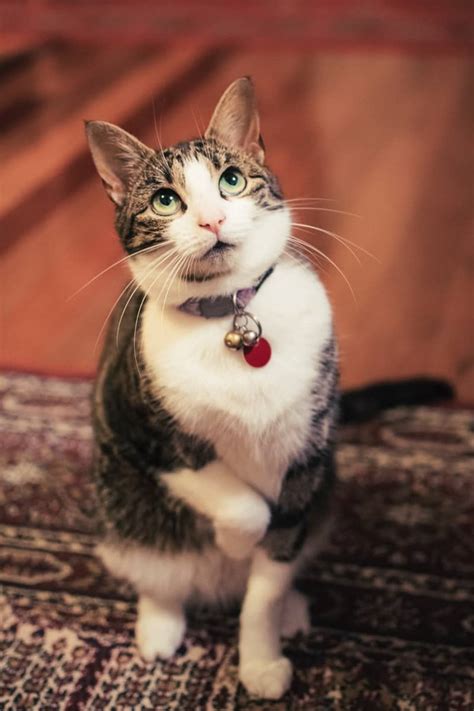 How To Choose The Right Collar For Your Cat At Any Age