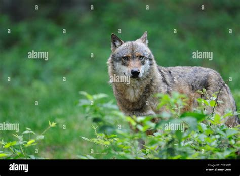 Canis Lupus Canids European Wolf Gray Wolf Predators Wolves Predator