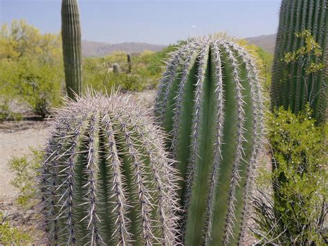 American Travel Journal Cactus Forest Drive Saguaro National Park