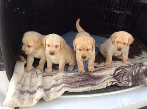 Here at d&j golden retriever puppies, we have been breeding dogs for over 15 years! Labrador Retriever Puppies For Sale | San Antonio, TX #241367
