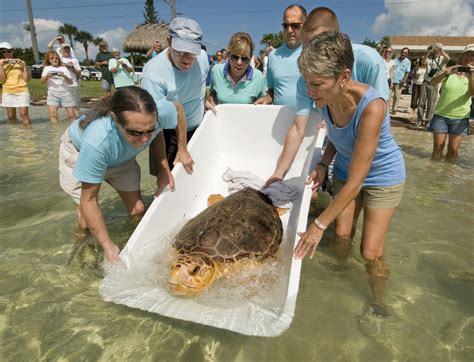 Speared Turtle Released The Turtle Hospital Rescue Rehab Release