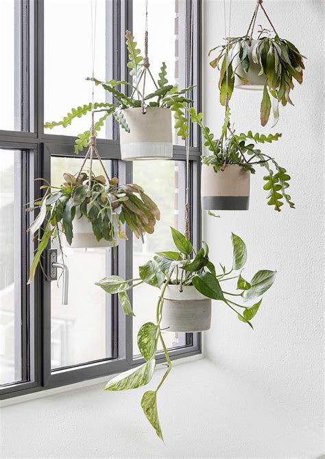 14 Diy Hanging Indoor Plants Design Ideas In 2020 Hanging Plants