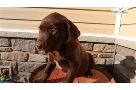 As a retriever, it also makes for a great hunting dog and has also been known to fill in other working dog roles in addition to service or guide dog roles. Pongo: Labrador Retriever puppy for sale near Kalamazoo, Michigan. | 6043600d-13e1