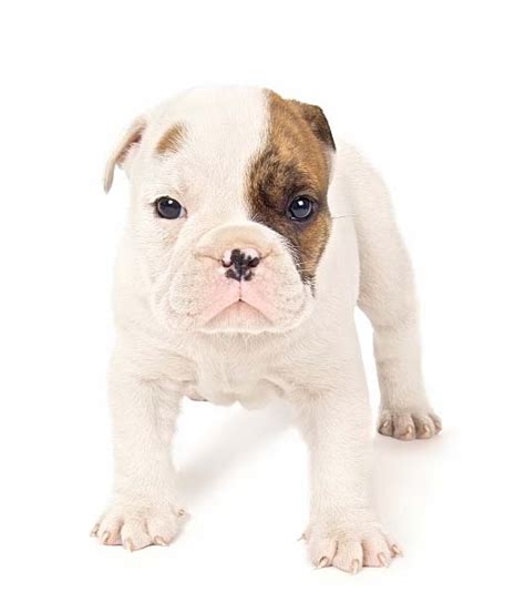 No, despite their name, french bulldogs do not hail from france. Bulldog Names: For English, French & American Bull Dogs
