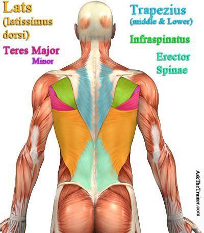 The upper back has the most structural support, with the ribs attached firmly to each level of the thoracic spine and very limited movement. Best Back Exercise for Your Lats Muscle: How to Strengthen ...