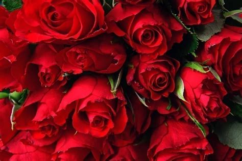 Gironde Un Fleuriste Se Fait Cambrioler 600 Roses Rouges La Veille De