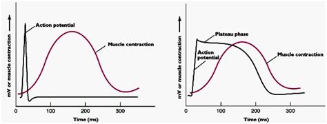 Cardiac Muscle Action Potential