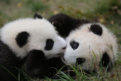 Newborn Pandas Growing In Chengdu 15 Cn