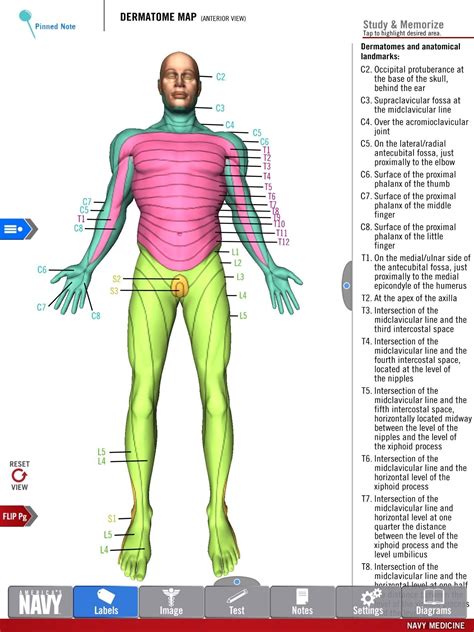 Anatomy Study Guide Diagram Of The Dermatome Map From The Free Anatomy