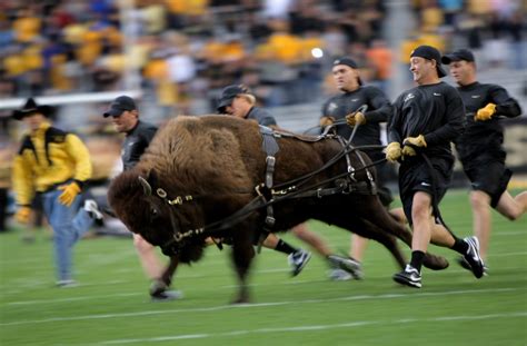 Ralphie V Takes The Field For 50th Anniversary Of Cherished Colorado