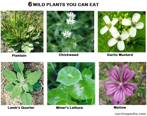 How To Test Wild Edibles In 3 Steps Bio Prepper