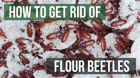 How To Get Rid Of Flour Beetles 4 Easy Steps Youtube