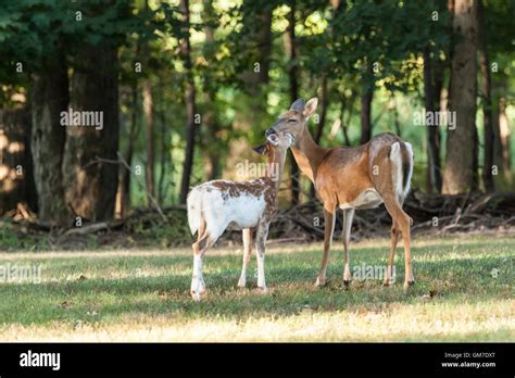 A Piebald Whitetail Deer Fawn Nuzzles Its Mother In The Woods Stock
