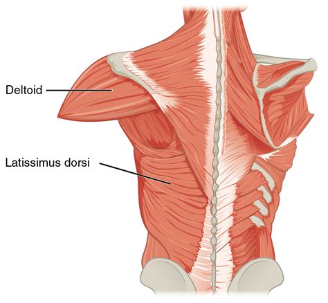 Muscle Grand Dorsal Latissimus Dorsi Muscle Qwewiki