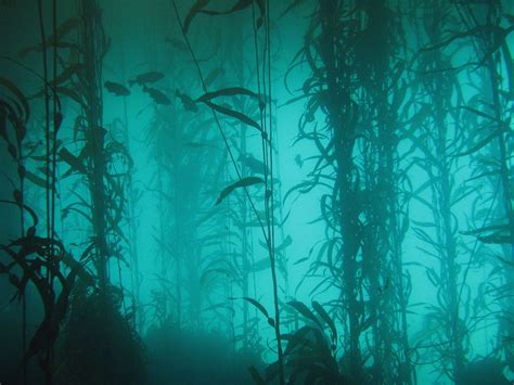 Underwater Forest Ancient Cypress Forest Buried Off Alabamas Coast