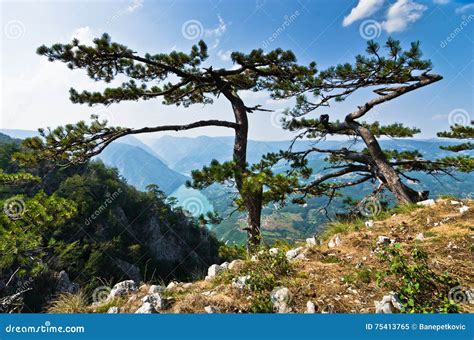 Viewpoint Banjska Rock At Tara Mountain Looking Down To Canyon Of Drina