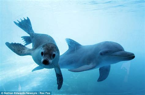 Adorable Dolphin And Seal Become Unlikely Best Friends Daily Mail Online