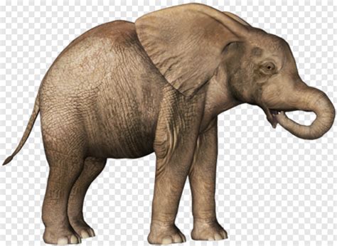 Elephant Baby Elephant No Background Hd Png Download