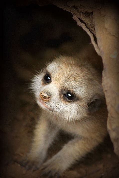 Meerkat Cute Baby Animals Baby Meerkat Cute Animals