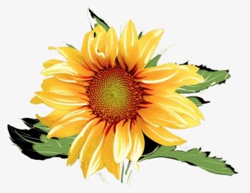 Pngtree provides you with 47 free transparent watercolor sunflowers png, vector, clipart images and psd files. Sunflower Watercolor Png - Real Sunflower Transparent ...